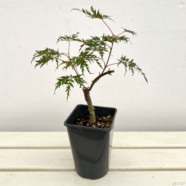 モミジ（カエデ）：紅枝垂れ（ベニシダレ）4号ポット