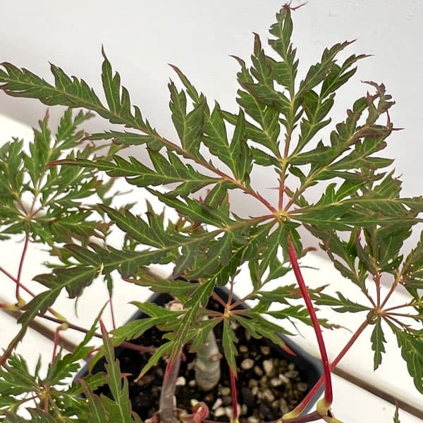 モミジ（カエデ）：紅枝垂れ（ベニシダレ）4号ポット