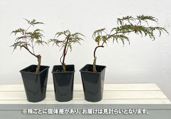 モミジ（カエデ）：紅枝垂れ（ベニシダレ）4号ポット