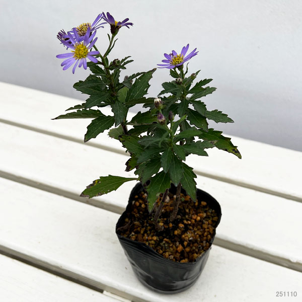 キク:エゾノコンギク(蝦夷野紺菊)3号ポット