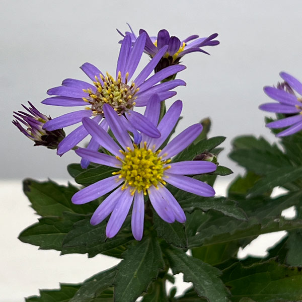 キク:エゾノコンギク(蝦夷野紺菊)3号ポット