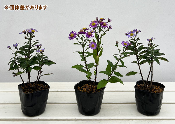 キク:エゾノコンギク(蝦夷野紺菊)3号ポット