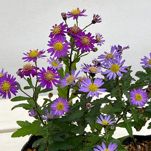 キク:エゾノコンギク(蝦夷野紺菊)3号ポット