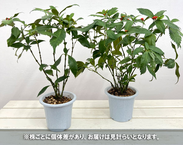 千両（センリョウ）：赤実5号鉢植え