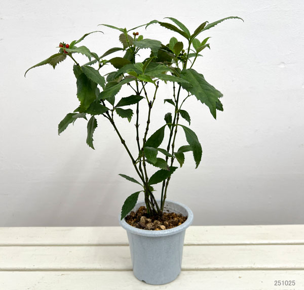 千両（センリョウ）：赤実5号鉢植え