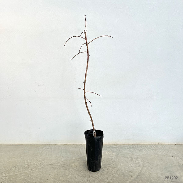 桜：雨情枝垂れ(ウジョウシダレ)接木苗4～5号ポット