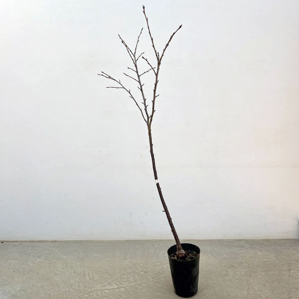 桜：大寒桜（オオカンザクラ）・安行寒桜4～5号ポット