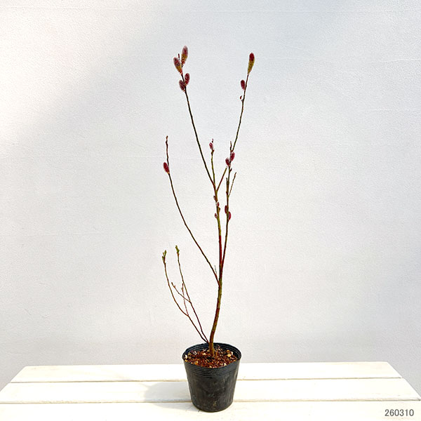 ネコヤナギ（猫柳）：ピンクネコヤナギ4号ポット 2株セット