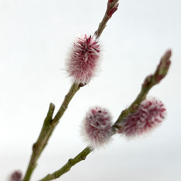 ネコヤナギ（猫柳）：ピンクネコヤナギ4号ポット 2株セット