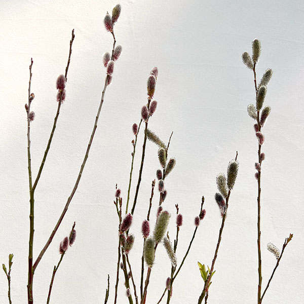 ネコヤナギ（猫柳）：ピンクネコヤナギ4号ポット 2株セット