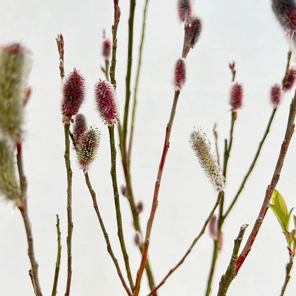 ネコヤナギ（猫柳）：ピンクネコヤナギ4号ポット 2株セット