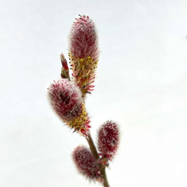 ネコヤナギ（猫柳）：ピンクネコヤナギ4号ポット 2株セット