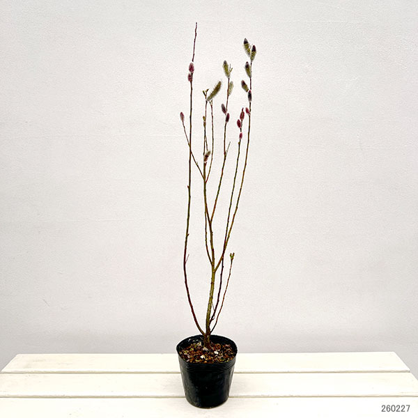 ネコヤナギ（猫柳）：灰色ネコヤナギ3～4号ポット