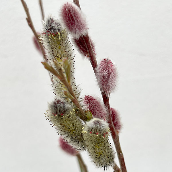 ネコヤナギ（猫柳）：灰色ネコヤナギ3～4号ポット