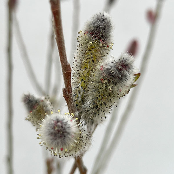 ネコヤナギ（猫柳）：灰色ネコヤナギ3～4号ポット