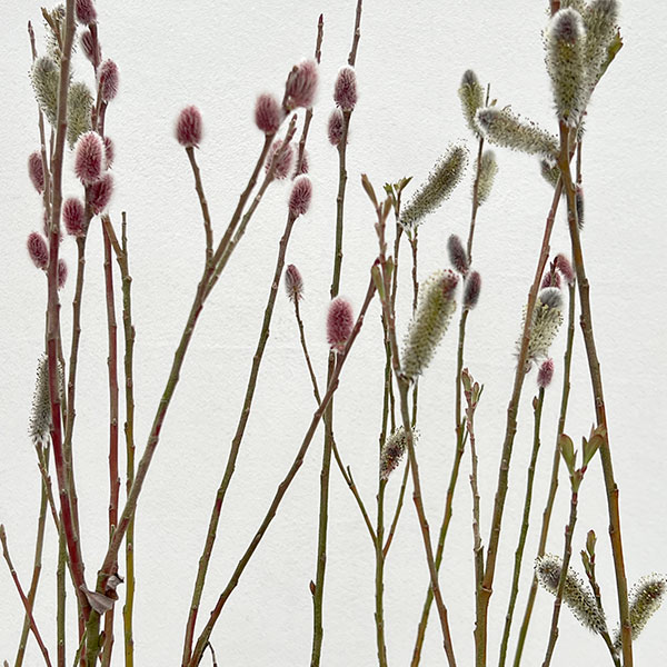 ネコヤナギ（猫柳）：灰色ネコヤナギ3～4号ポット