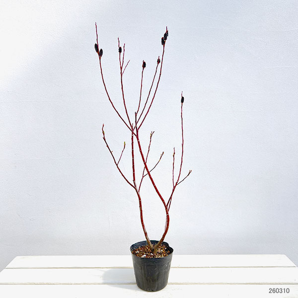 ネコヤナギ（猫柳）：黒ネコヤナギ3～4号ポット