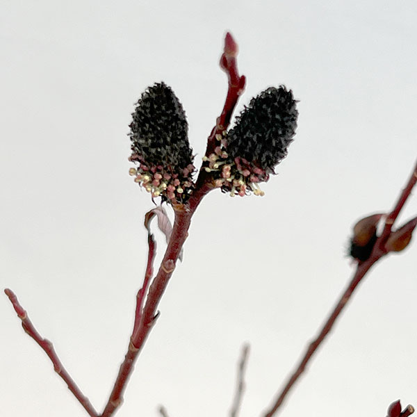 ネコヤナギ（猫柳）：黒ネコヤナギ3～4号ポット