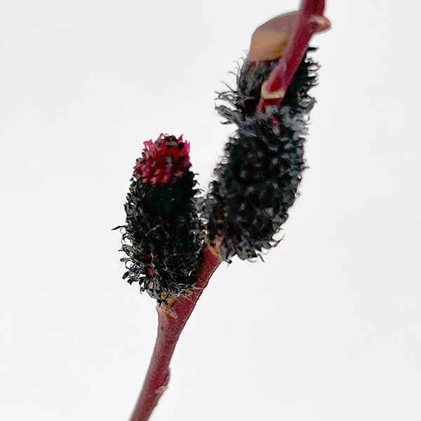 ネコヤナギ（猫柳）：黒ネコヤナギ3～4号ポット