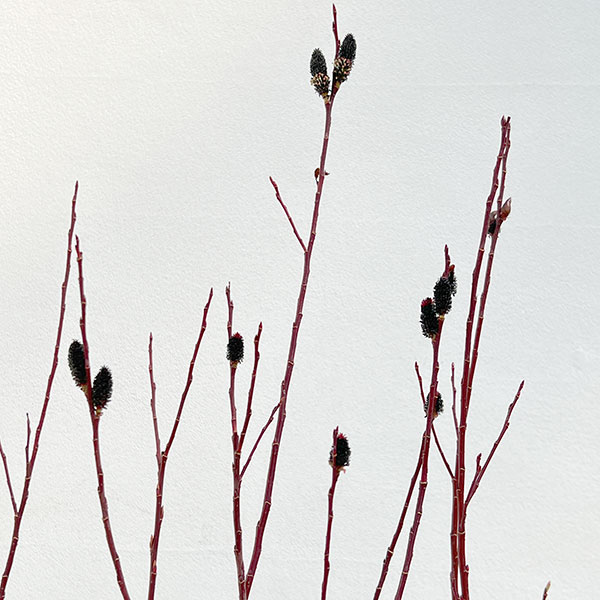 ネコヤナギ（猫柳）：黒ネコヤナギ3～4号ポット