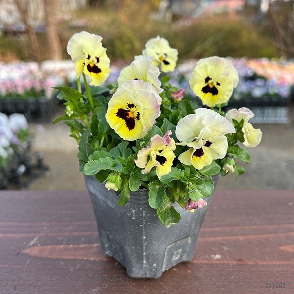 MSKガーデン小輪フリンジビオラ：アールヌーボーフローズンピンク3号ポット