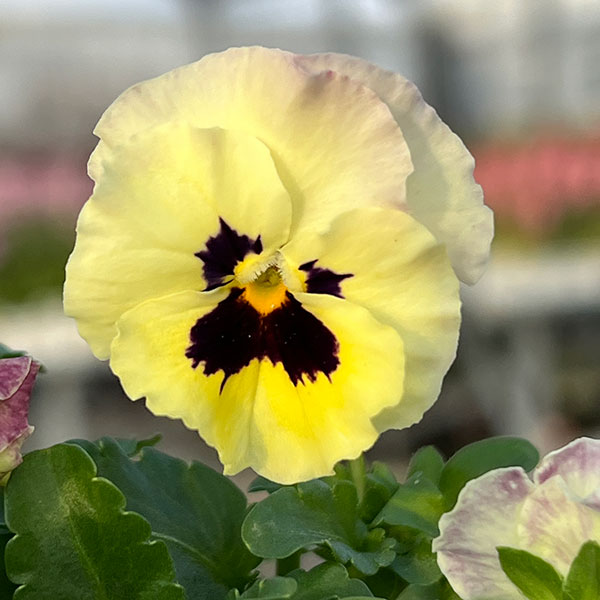 MSKガーデン小輪フリンジビオラ：アールヌーボーフローズンピンク3号ポット