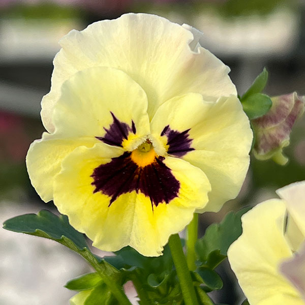 MSKガーデン小輪フリンジビオラ：アールヌーボーフローズンピンク3号ポット