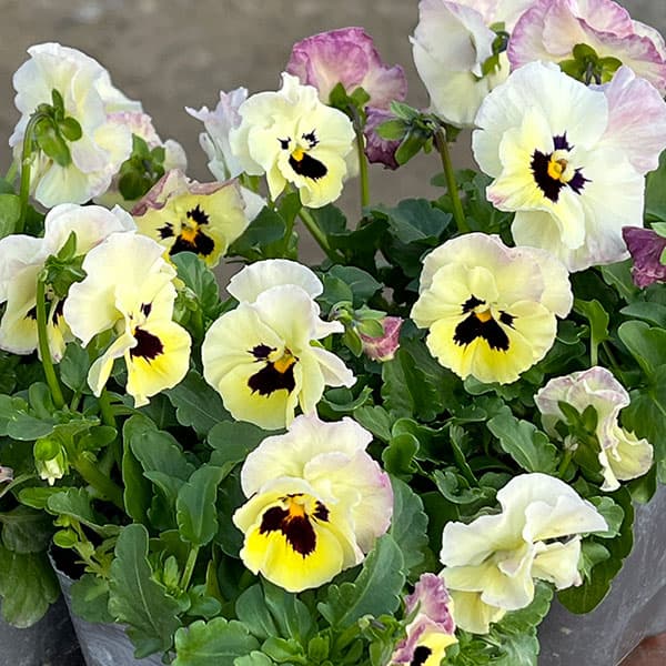 MSKガーデン小輪フリンジビオラ：アールヌーボーフローズンピンク3号ポット