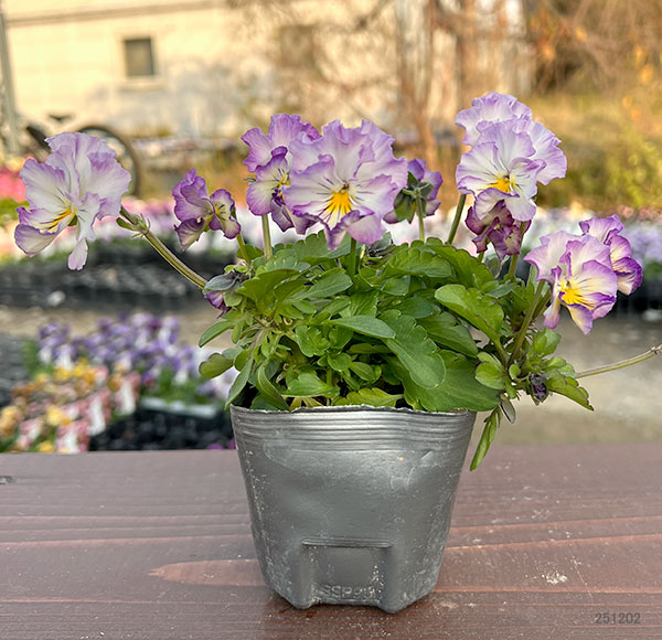 MSKガーデン小輪フリンジビオラ:アールヌーボーキンダーガルテン(幼稚園)(アソート)3号ポット