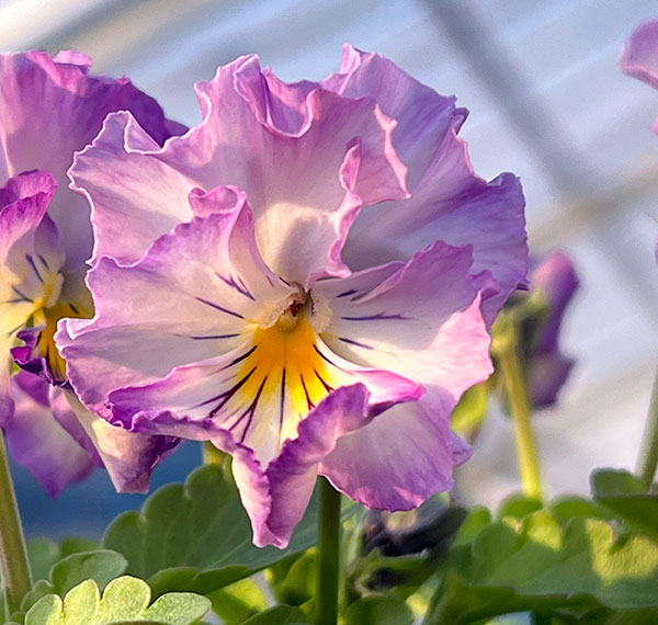 MSKガーデン小輪フリンジビオラ:アールヌーボーキンダーガルテン(幼稚園)(アソート)3号ポット