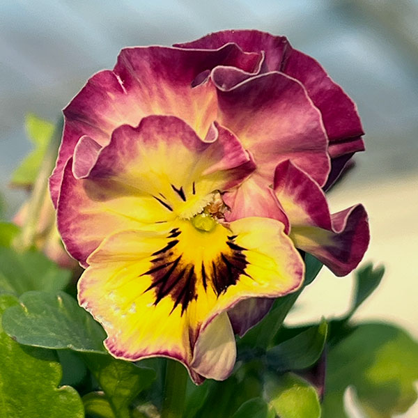 MSKガーデン小輪フリンジビオラ:アールヌーボーキンダーガルテン(幼稚園)(アソート)3号ポット