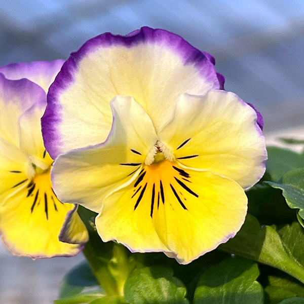 MSKガーデン小輪フリンジビオラ:アールヌーボーキンダーガルテン(幼稚園)(アソート)3号ポット