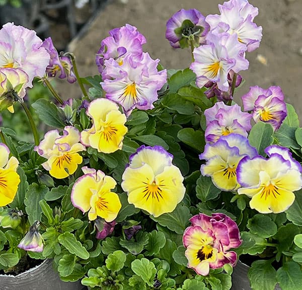 MSKガーデン小輪フリンジビオラ:アールヌーボーキンダーガルテン(幼稚園)(アソート)3号ポット