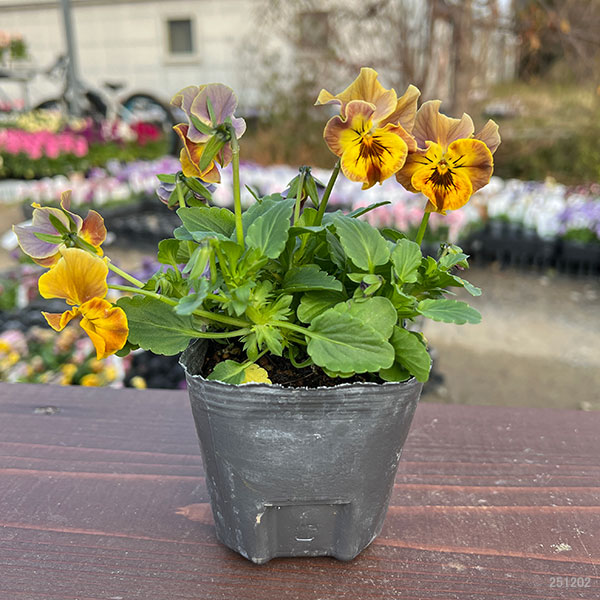 [送料無料]MSKガーデン小輪フリンジビオラ：アールヌーボーセピア（アソート）3号ポット 12株セット