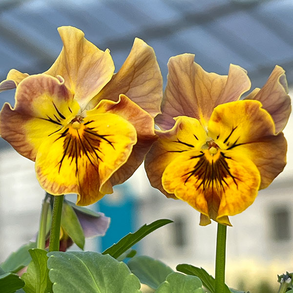 園芸ネット本店｜MSKガーデン小輪フリンジビオラ：アールヌーボー