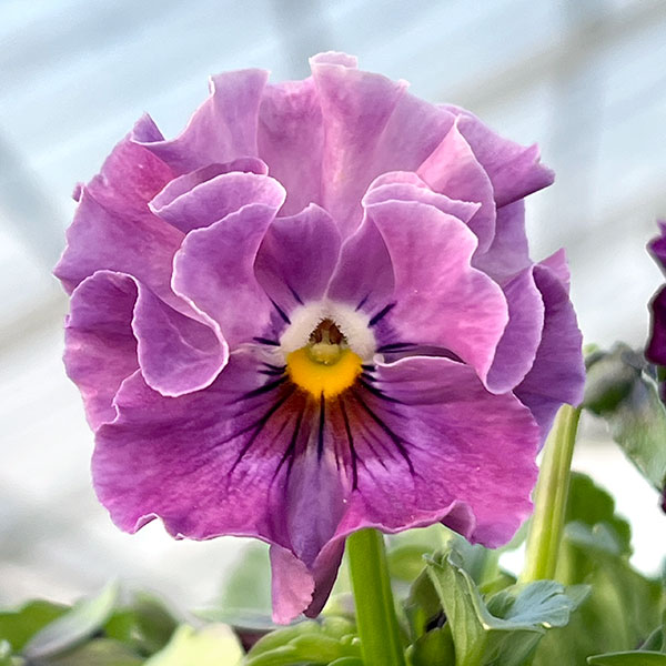 [送料無料]MSKガーデン小輪フリンジビオラ：アールヌーボーセピア（アソート）3号ポット 12株セット