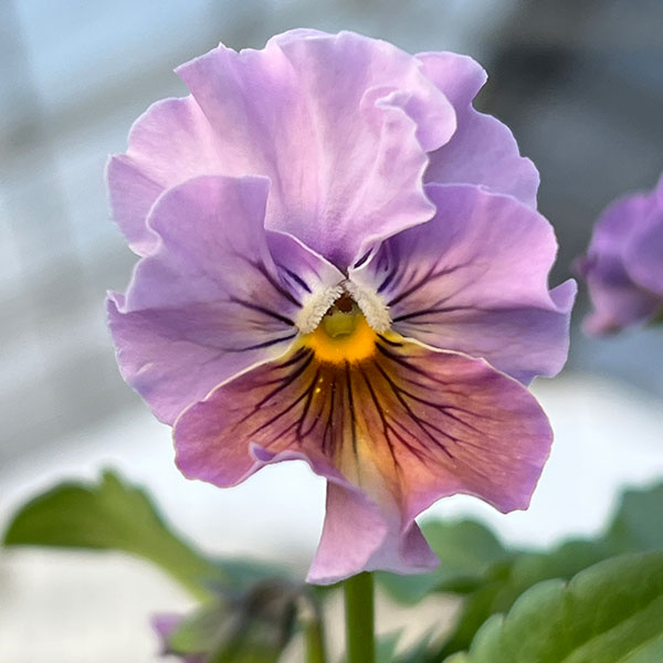 園芸ネット本店｜MSKガーデン小輪フリンジビオラ：アールヌーボー