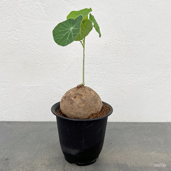 ステファニア：エレクタ3.5号鉢植え