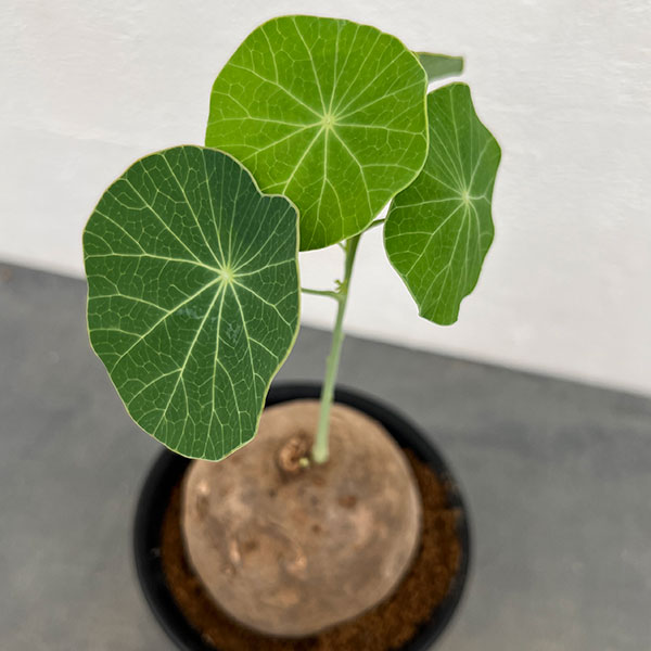 ステファニア：エレクタ3.5号鉢植え
