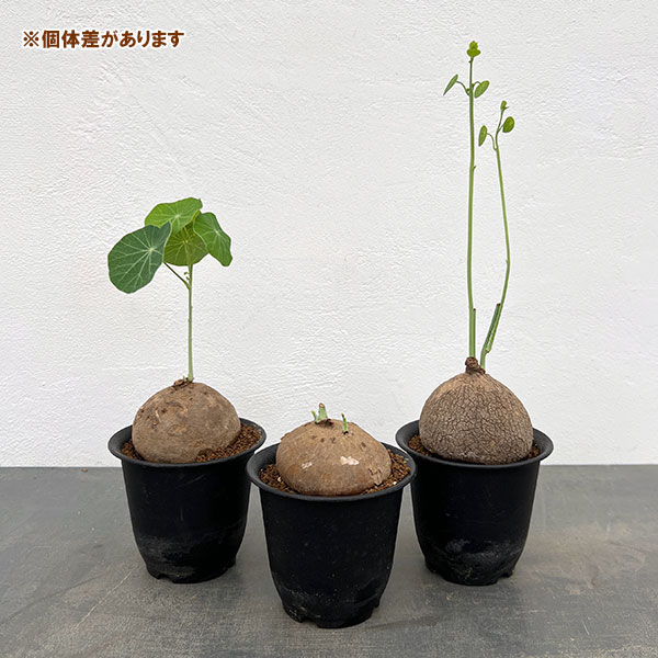 ステファニア：エレクタ3.5号鉢植え