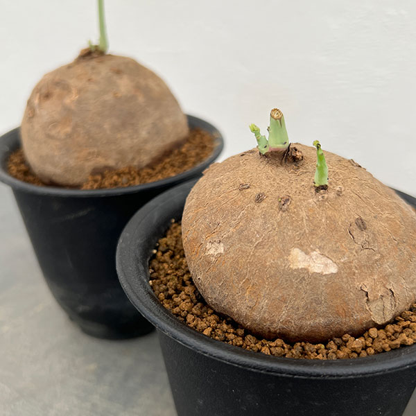 ステファニア：エレクタ3.5号鉢植え