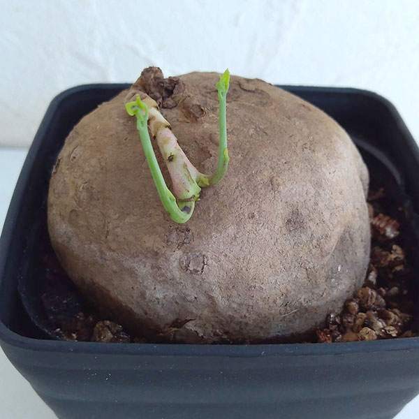 ステファニア：エレクタ3.5号鉢植え