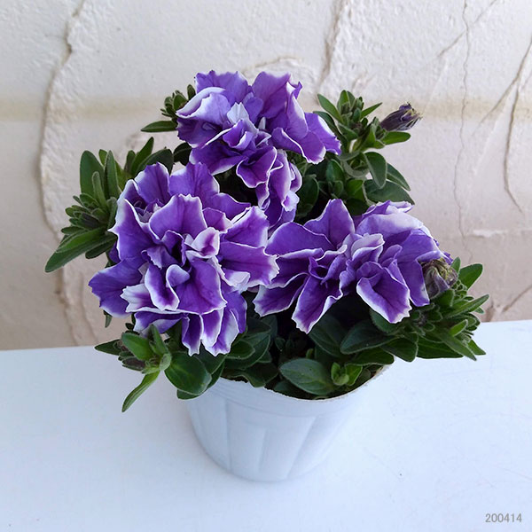 松原園芸さんペチュニア♥ ヴァンサンカン・みどりのヴェール ♥ 3号