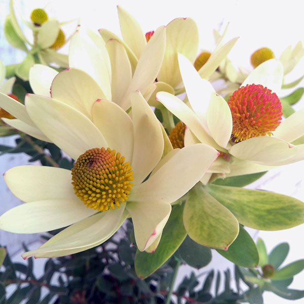 リューカデンドロン:サマーサン 7号鉢植え