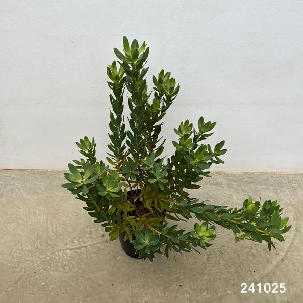 リューカデンドロン:サマーサン 7号鉢植え