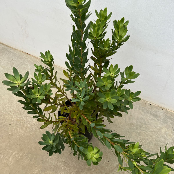 リューカデンドロン:サマーサン 7号鉢植え