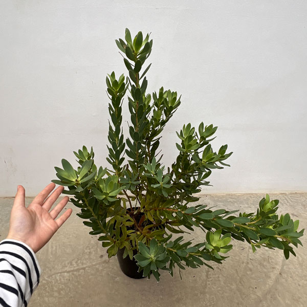 リューカデンドロン:サマーサン 7号鉢植え