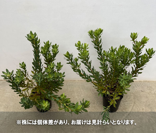 リューカデンドロン:サマーサン 7号鉢植え