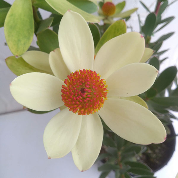 リューカデンドロン:サマーサン 7号鉢植え
