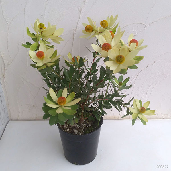 リューカデンドロン:サマーサン 7号鉢植え